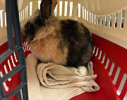 Fundtier Tier-ID 38982