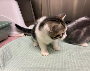 Fundtier Tier-ID 39030