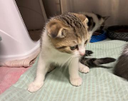 Fundtier Tier-ID 39031