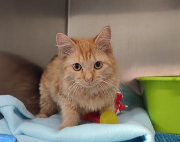 Fundtier Tier-ID 39046