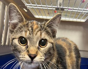 Fundtier Tier-ID 39007