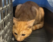 Fundtier Tier-ID 39009