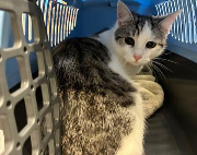 Fundtier Tier-ID 39010