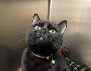 Fundtier Tier-ID 39021