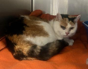 Fundtier Tier-ID 39027