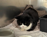 Fundtier Tier-ID 39047