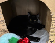 Fundtier Tier-ID 39049