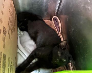 Fundtier Tier-ID 39050