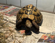 Fundtier Tier-ID 36745