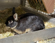 Fundtier Tier-ID 37646