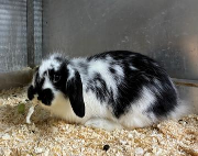 Fundtier Tier-ID 38621