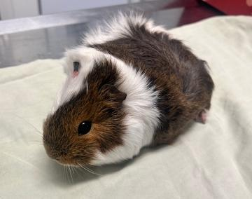 Meerschweinchen