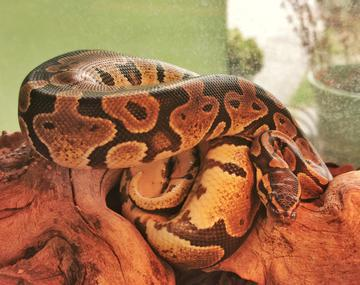 Reptilien/Amphibien