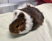 Fundtier Tier-ID 35610