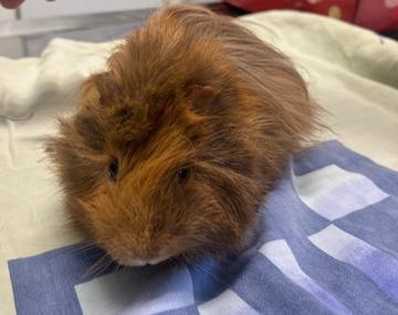 Meerschweinchen