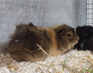 Meerschweinchen