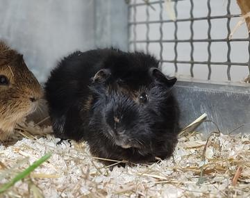 Meerschweinchen