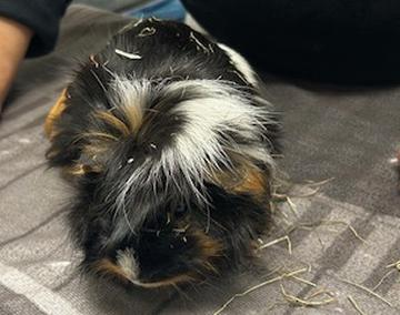 Meerschweinchen