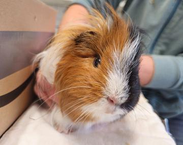 Meerschweinchen