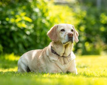 Labrador Retriever
