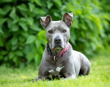 Pit Bull