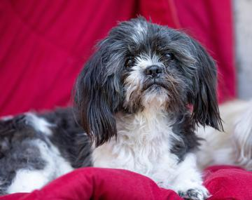 Shih Tzu