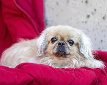 Pekinese
