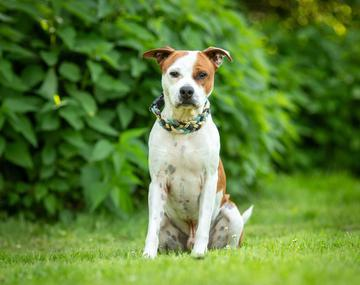Pit Bull