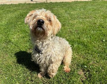Yorkshire Terrier-Mischling