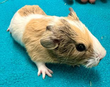 Meerschweinchen