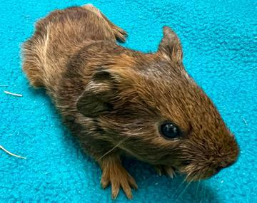Meerschweinchen
