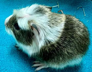 Meerschweinchen