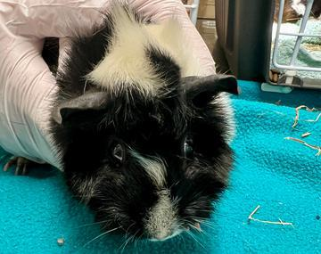 Meerschweinchen