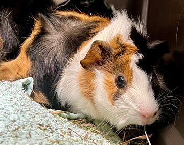 Meerschweinchen