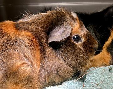 Meerschweinchen
