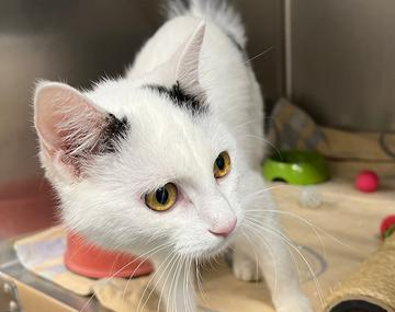 Europäische Hauskatze