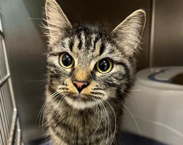 Maine Coon-Mischling
