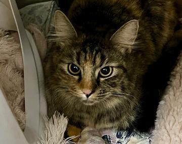 Maine Coon-Mischling