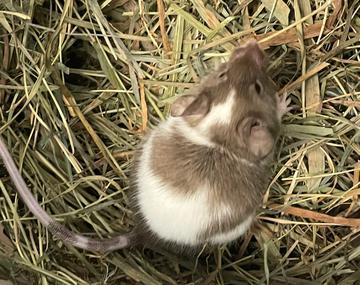 Maus
