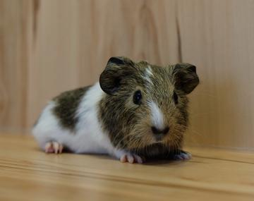 Meerschweinchen