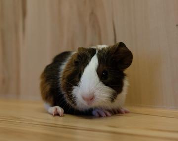 Meerschweinchen