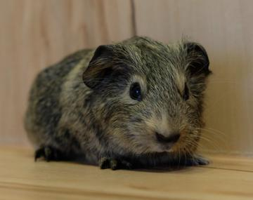 Meerschweinchen
