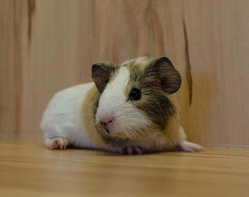 Meerschweinchen