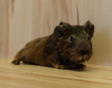 Meerschweinchen