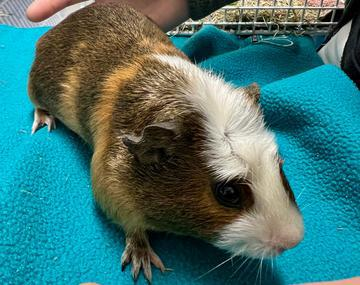 Meerschweinchen