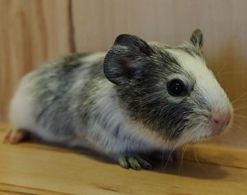 Meerschweinchen