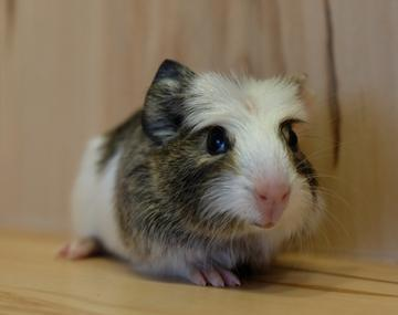 Meerschweinchen
