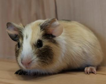 Meerschweinchen