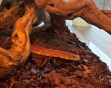 Reptilien/Amphibien