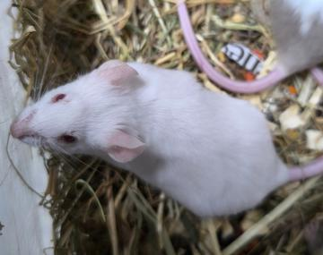 Maus
